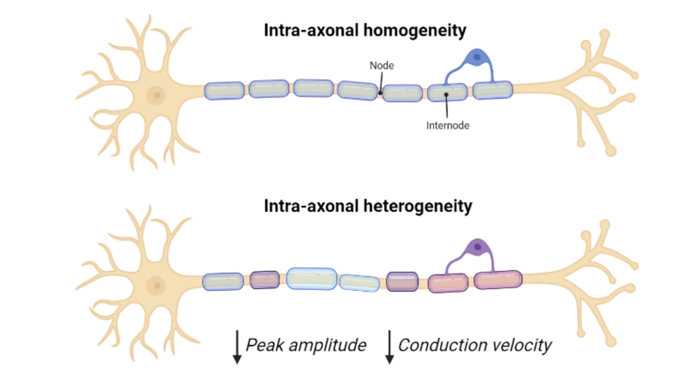 Modelling Intra-Axonal Heterogeneity