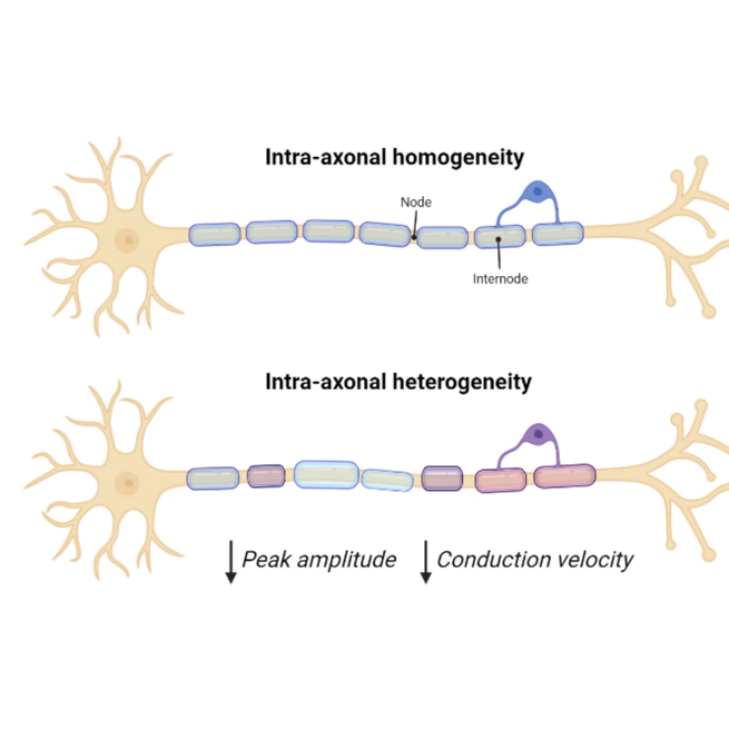 Modelling Intra-Axonal Heterogeneity