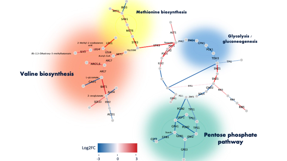 Isobutanol Tolerance in S. cerevisiae