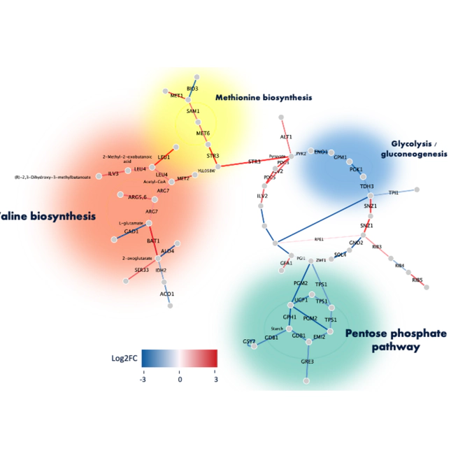 Isobutanol Tolerance in S. cerevisiae