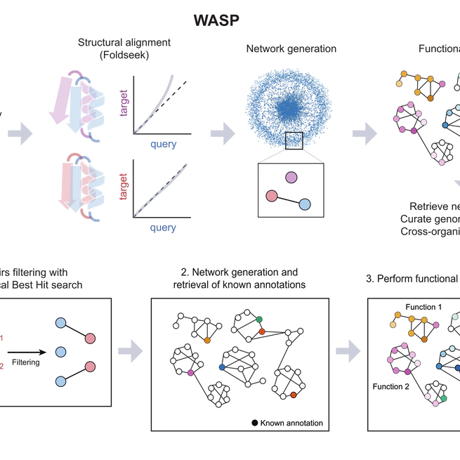 WASP: A pipeline for functional annotation based on AlphaFold structural models